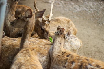 A group of deer gathered around the food provided by zoo visitors