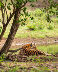 wild female royal bengal tiger or panthera tigris sitting in natural green scenic forest near water body during winter season safari at bandhavgarh national park forest reserve madhya pradesh india