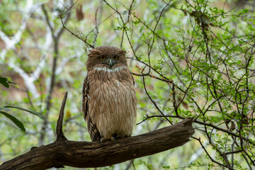 Brown fish owl or Ketupa zeylonensis or Bubo zeylonensis bird closeup perched on tree in natural scenic green background safari at ranthambore national park forest tiger reserve rajasthan india asia