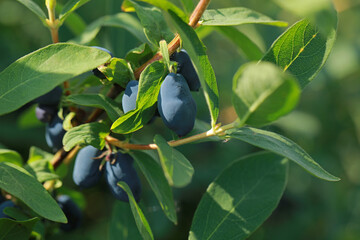 Haskap berry on twigs on a plantation in Poland