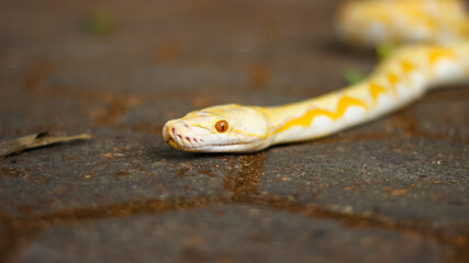 The yellow and white Burmese python (Python Bivittatus) has beautiful patterns