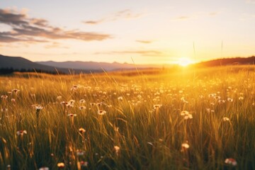 Fototapeta premium Sunset meadow landscape grassland sunlight.