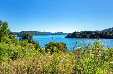 Fototapeta premium Ngakuta Bay, Marlborough Sounds, South Island, New Zealand, Oceania.