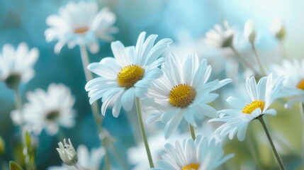 Fototapeta premium White daisies in summer breeze. Beautiful white daisies swaying in the summer wind, a serene and cheerful image evoking tranquility and joy.