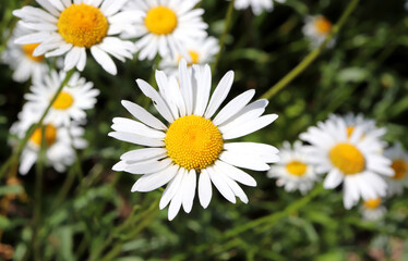 Chamomile flower on the background of grass and other daisies on a sunny day - horizontal photo, close-up