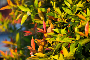 Red shoot leaves or daun pucuk merah (Syzygium myrtifolium), red shoot leaves background