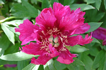 Purple peony paeonia 'Morning Lilac' in flower © Alexandra