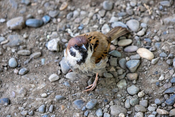 House sparrow stands on the ground