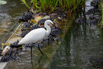 White heron hunting for fish in a pond inside Ueno park, Tokyo
