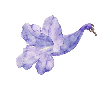 Jacaranda tree flower. Hand drawn sketch. Watercolor illustration. Purple isolated element.