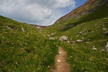 Mountains covered in rhododendron and yellow flowers