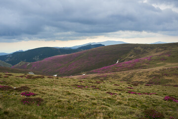 Obraz premium Mountains covered in rhododendron and yellow flowers