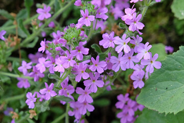 Purple Erinus alpinus, also known as Alpine balsam or Starflower in flower. .