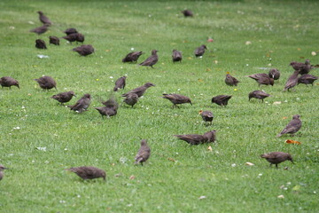 Stare in einem Garten auf Nahrungssuche, in Lippetal Büninghausen an der Buschstraße