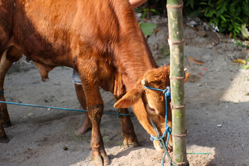 Brown cow with a rope around its head tied to a bamboo pole in preparation for sacrifice on Eid al-Adha