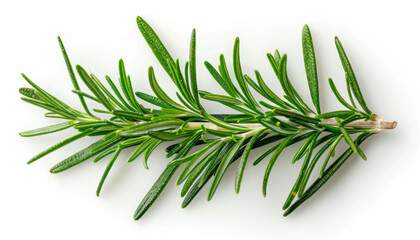 Fototapeta premium Fresh Rosemary Sprig Isolated on White Background