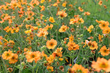 Orange Geum, also known as avens, ‘Totally Tangerine’ in flower.
