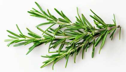 Fototapeta premium Fresh Rosemary Sprig on a White Background
