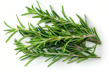 Fototapeta premium Fresh Green Rosemary Sprigs Isolated on White Background