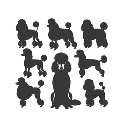 silhouettes of a Poodle dog, Miniature Poodle - Vector black dog silhouette isolated