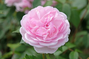 Pale Pink English shrub rose Rosa ‘Olivia Rose Austin’ in flower.