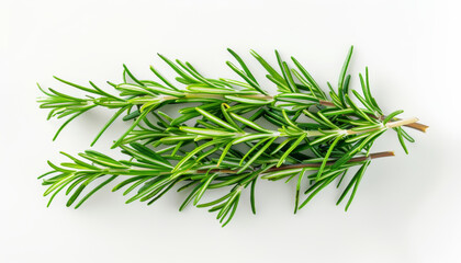 Fototapeta premium Rosemary Sprigs on White Background