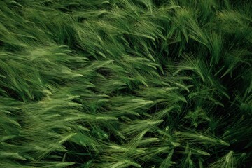 Raw product. Close up view of growing green wheat on agricultural field