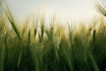 Obraz premium Focused close up view of growing green wheat on agricultural field