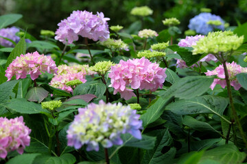 Obraz premium Pink and Blue Mophead Hydrangea macrophylla ‘Endless Summer’ in flower.