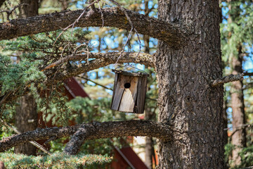 Old bird's nest on a pine tree