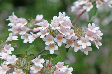White Kolkwitzia amabilis, Beauty Bush in flower.
