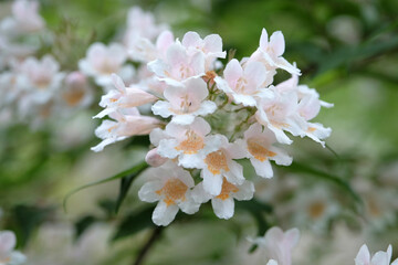 White Kolkwitzia amabilis, Beauty Bush in flower.