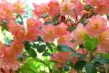 Pink and yellow Rhododendron ‘September Song’ in flower
