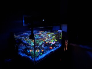 해수어항(reef tank)