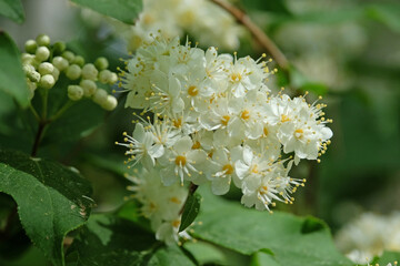 The dainty white flowers of Sorbus aucuparia, or Rowan tree.