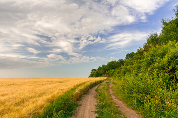 Fototapeta premium Rural road near the forest on the edge of a barley field. Beautiful summer landscape