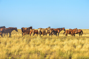 Horses in the steppe, Kalmykia, Russia