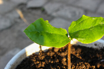 A small green plant is growing in a white pot. The plant is surrounded by dirt and he is in a small container
