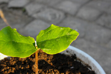 A small green plant is growing in a white pot. The plant is surrounded by dirt and he is in a small container

