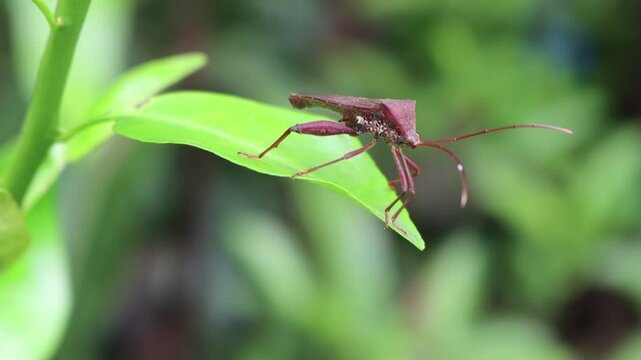 A leaffooted bug acanthocephala terminalis on a leaf