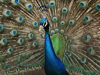Fototapeta premium Peacock with vibrant feathers fully fanned out showcasing its colorful plumage
