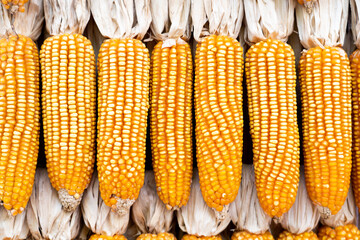 Background of corn that has row to dry for keepting