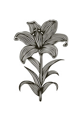 Lilly flower line art vector illustration.