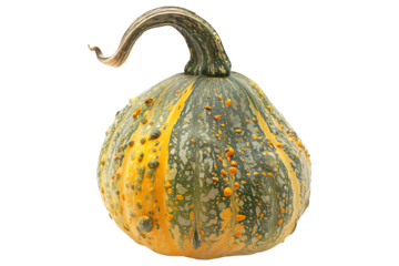 Hubbard squash isolated on a white background, great for autumn themes and decorations.