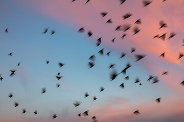 Birds in flight with a cotton candy sky background 