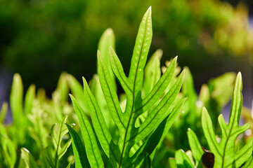 Fern leaves grow up in garden