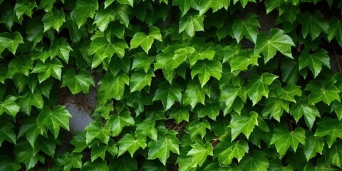 Obraz premium Green Ivy Wall