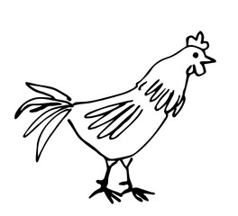 Simple vector drawing with black outline. Rooster, chicken, poultry. Farm animals and nature. Sketch in ink.