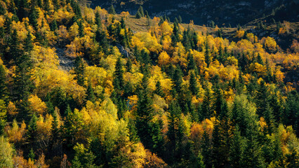 Deciduous forest in autumn on the way to the Col de Pailhères mountain pass (Ariège, Occitanie, France, Pyrenees)