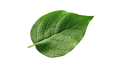 A leaf is shown on a white background
